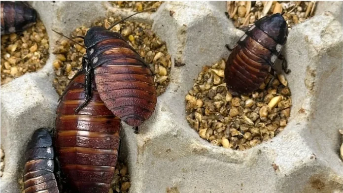 Australia Seizes 1 Lakh Illegal Cockroaches Australia Seizes 1 Lakh Illegal Cockroaches