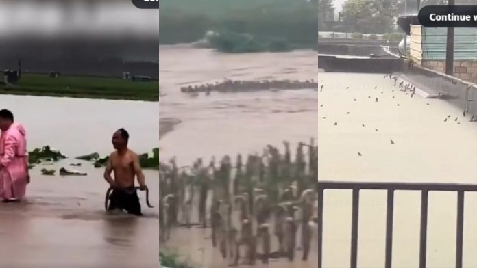 typhoon-maysak-terrifying-visuals-emerge-after-over-900-snakes-